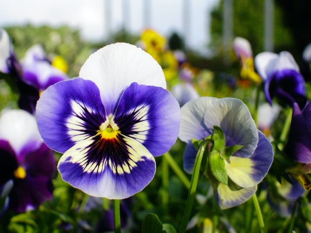 purple pansy