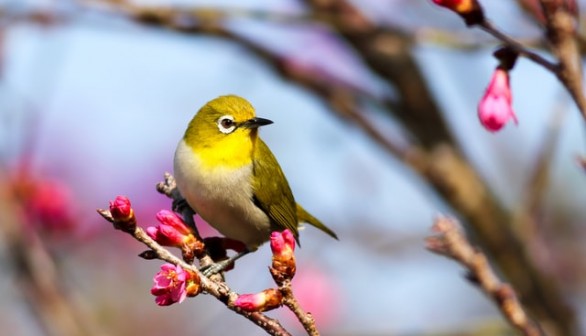 yellow bird on a sakura tree