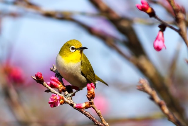 yellow bird on a sakura tree