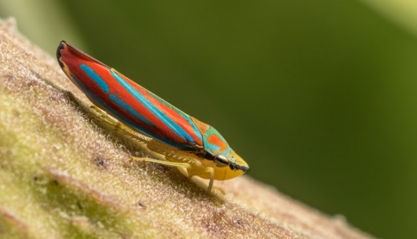 red and yellow leafhopper