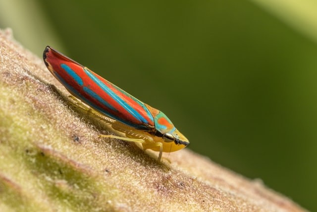 red and yellow leafhopper