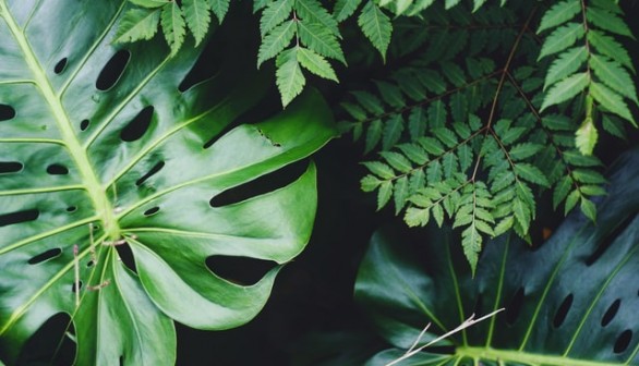 green and white leaf plant