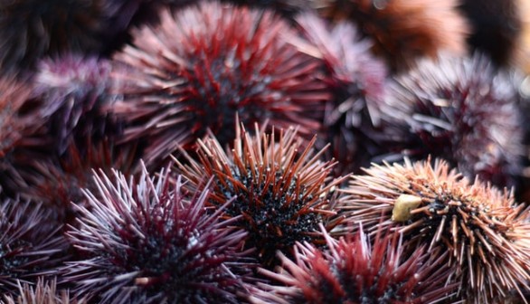 sea urchin