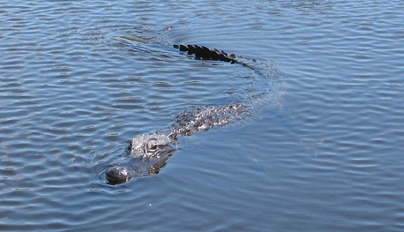 Alligator in Florida Pond with Knife on its Head Euthanized