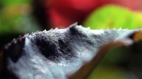 Powdery Mildew growing on the leaves of a rose in