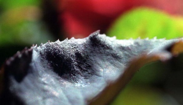Powdery Mildew growing on the leaves of a rose in