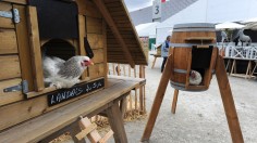 FRANCE-AGRICULTURE-BREEDING-HENHOUSE