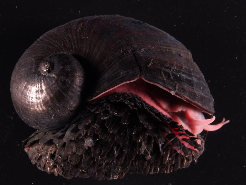 Chrysomallon squamiferum (scaly-foot gastropod, scaly-foot snail, sea pangolin, or volcano snail)