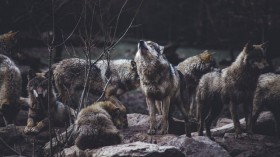 11 Newborns Join Whaleback, Lessen Wolfpacks, Adding to Scarce Wolf Numbers in California
