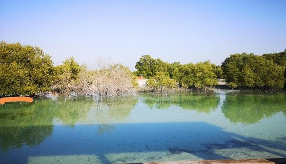 Mangrove Park in Abu Dhabi Thrives in Extremely Salty Waters, Summer Temperatures