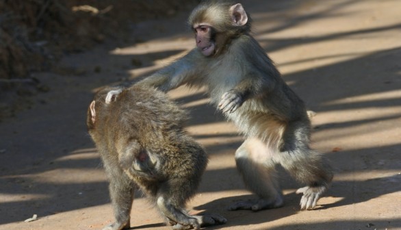 Macaques in Yamaguchi form Monkey Gang Responsible for Over 50 Attacks