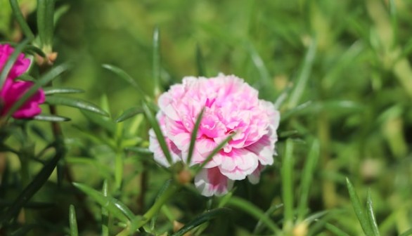 purslane