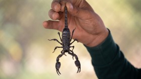 Woman Unknowingly Brings Home Unwanted Souvenirs from Croatia Vacation: Creepy Crawly Scorpions 