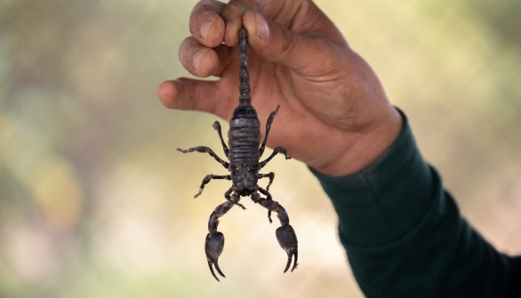 Woman Unknowingly Brings Home Unwanted Souvenirs from Croatia Vacation: Creepy Crawly Scorpions 