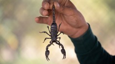 Woman Unknowingly Brings Home Unwanted Souvenirs from Croatia Vacation: Creepy Crawly Scorpions 