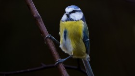 Birds Losing Feather Colors: Another Effect of Climate Change, Study Reveals