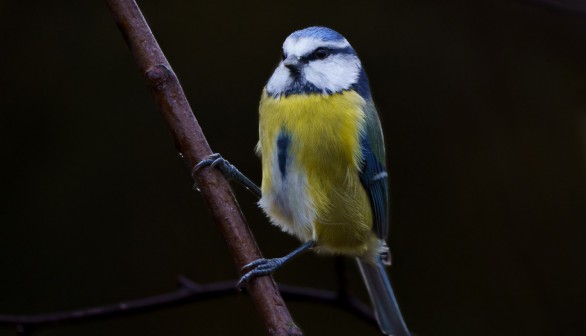Birds Losing Feather Colors: Another Effect of Climate Change, Study Reveals