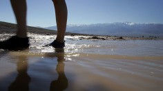 Record Rains Bring Rare Wildflowers To Death Valley