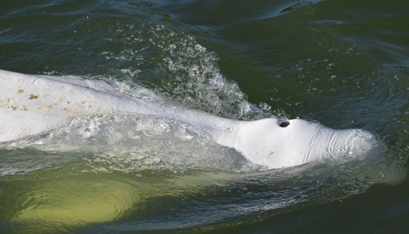 River Seine beluga whale 