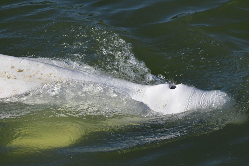 River Seine beluga whale 