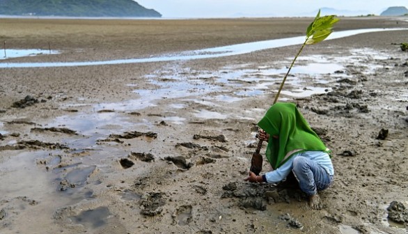 INDONESIA-ENVIRONMENT-MANGROVE