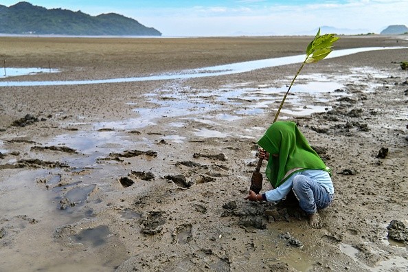 INDONESIA-ENVIRONMENT-MANGROVE