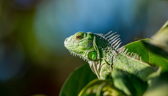 iguana