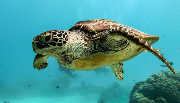 turtle underwater