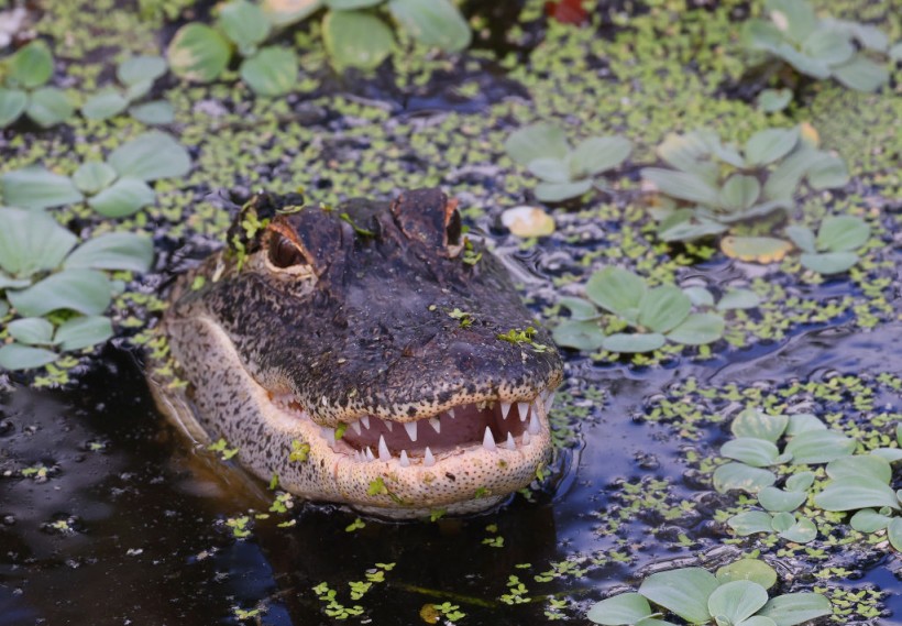 Florida alligator attack