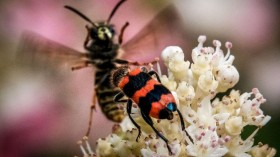 Wasp garden invasion