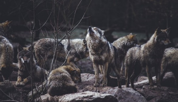 wolf pack