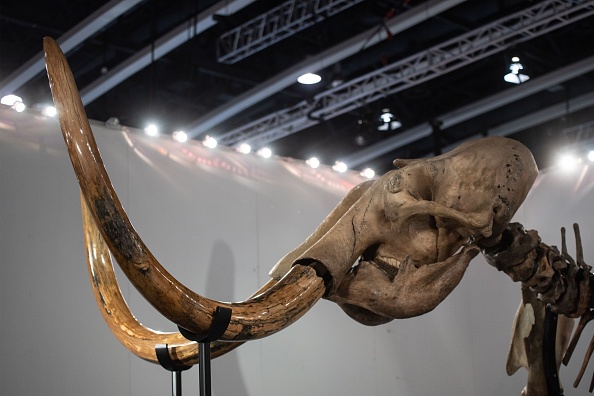 researchers-successfully-capture-images-of-wooly-mammoth-tusk-using-new-clinical-ct-scanner