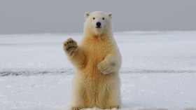 polar bear on snow