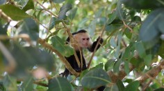 brown capuchin