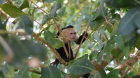 brown capuchin
