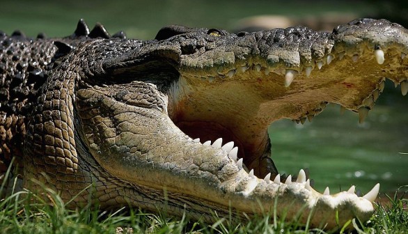 Saltwater crocodile