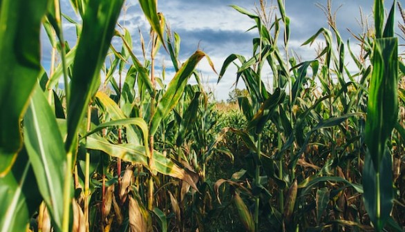 cornfield