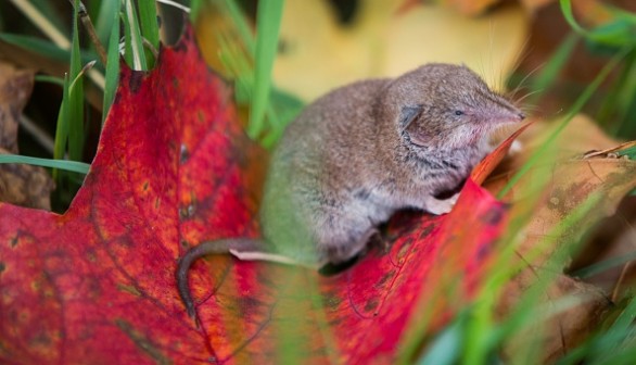 GERMANY-ANIMALS-SHREW