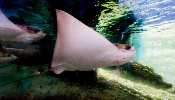 COSTARICA-MARINE-PARK