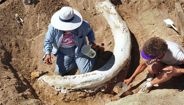 Mammoth Dicovery in Colorado