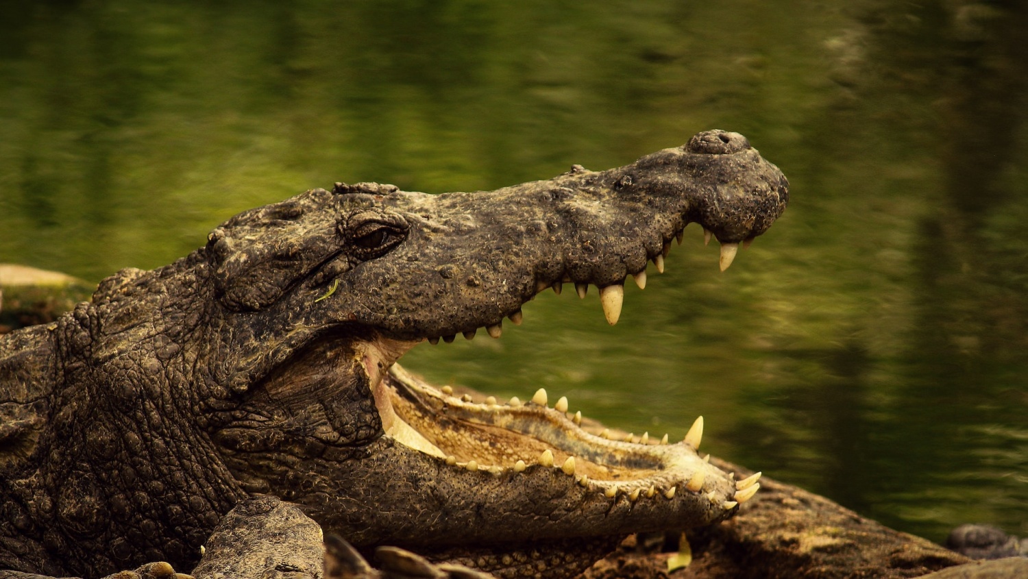 Dwindling Population of Alligators, Crocodiles Throws Off Ecosystem Balance  | Nature World News