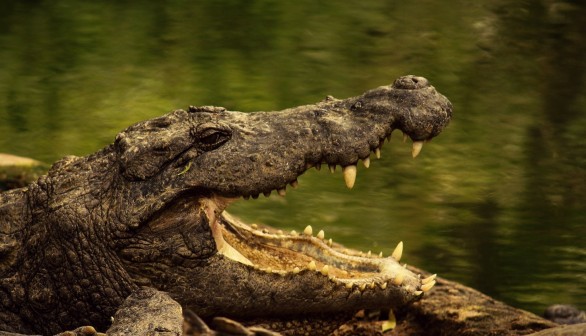 Gators, Crocs: Dwindling Numbers Throws Off Ecosystem Balance