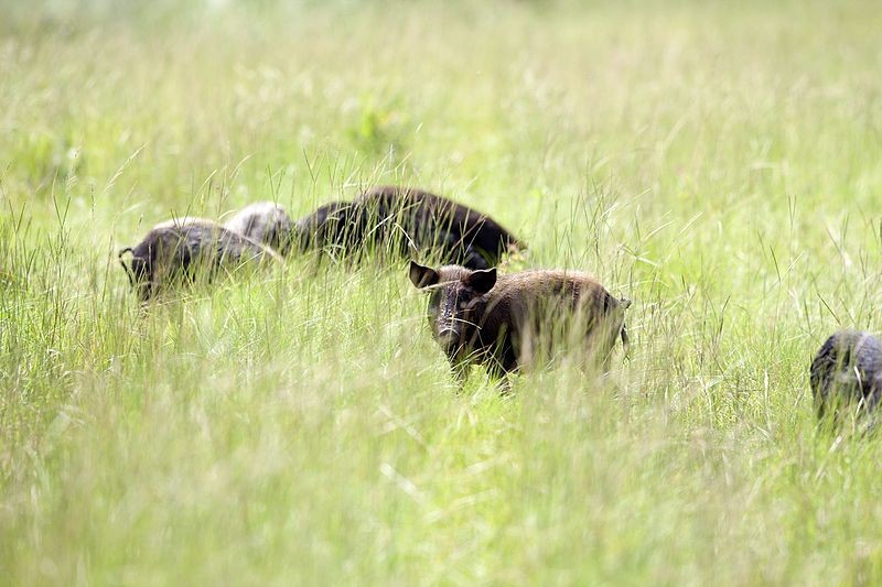 Wild Hogs Running Amok in Sun City Center, Florida Following Habitat Loss