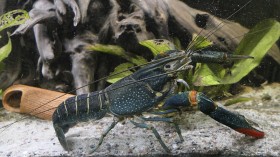 Invasive Australian Redclaw Crayfish Found in Texas Might Carry Plague, Officials Warn