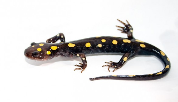 Spotted Salamander