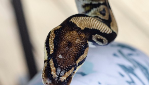 Revenge Bite From Toddler Kills Snake that Attacked the Two-Year-Old on the Lips