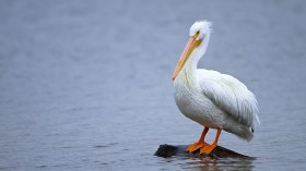 American white pelican