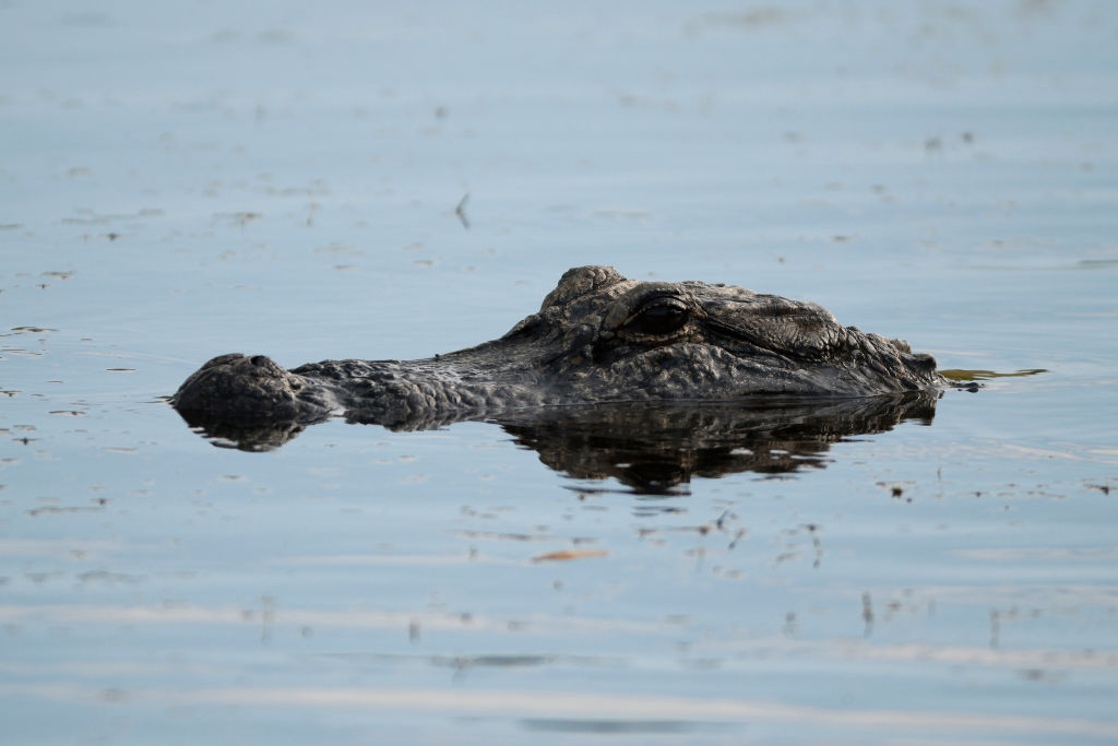 88YearOld Woman Mauled to Death by Massive Alligator in South