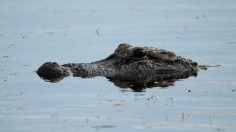 South Carolina alligator attack