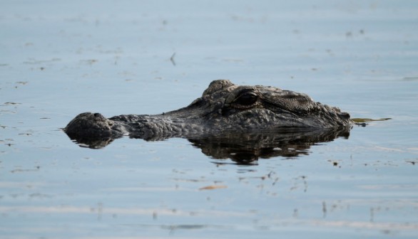 South Carolina alligator attack